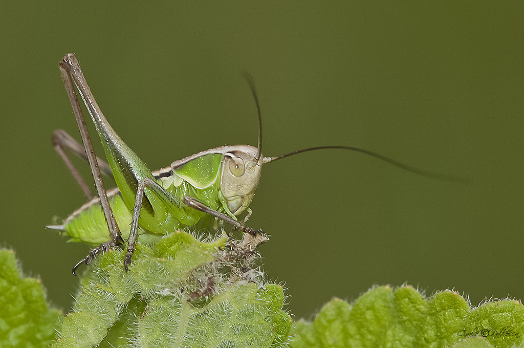 Tettigoniidae Sepiana sepium?